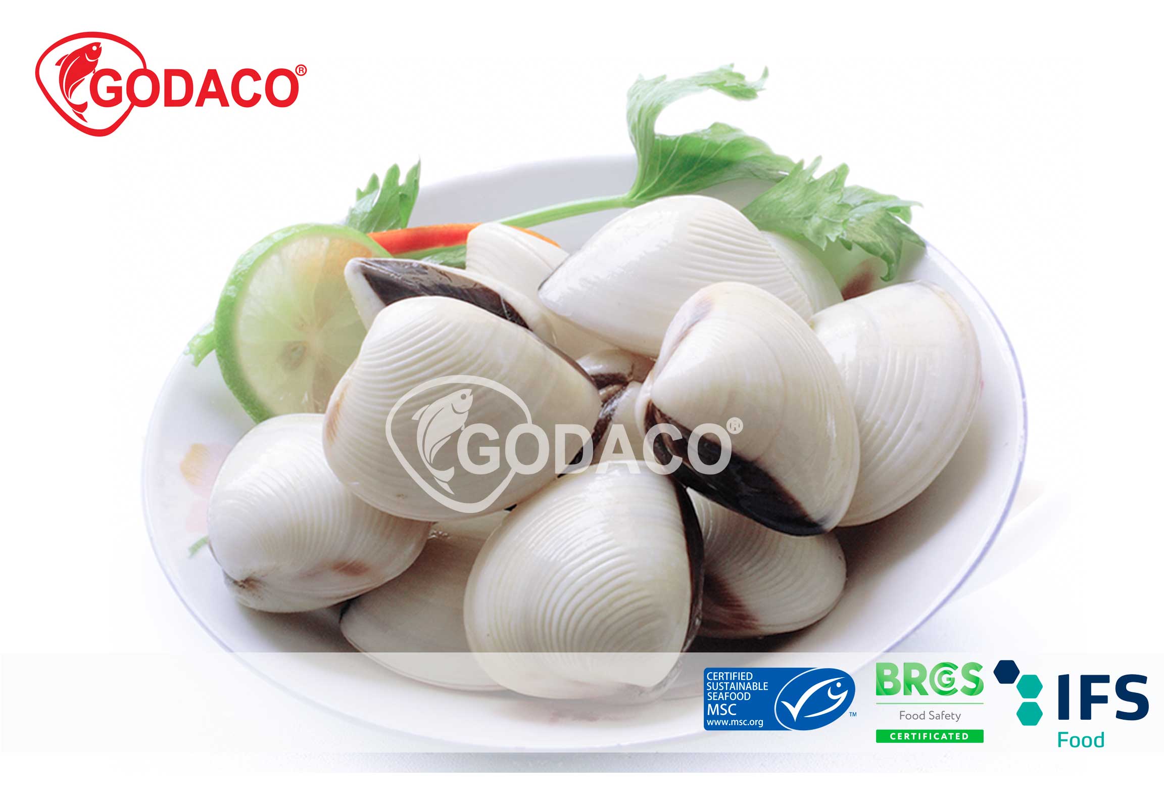 Whole Shell White Clam