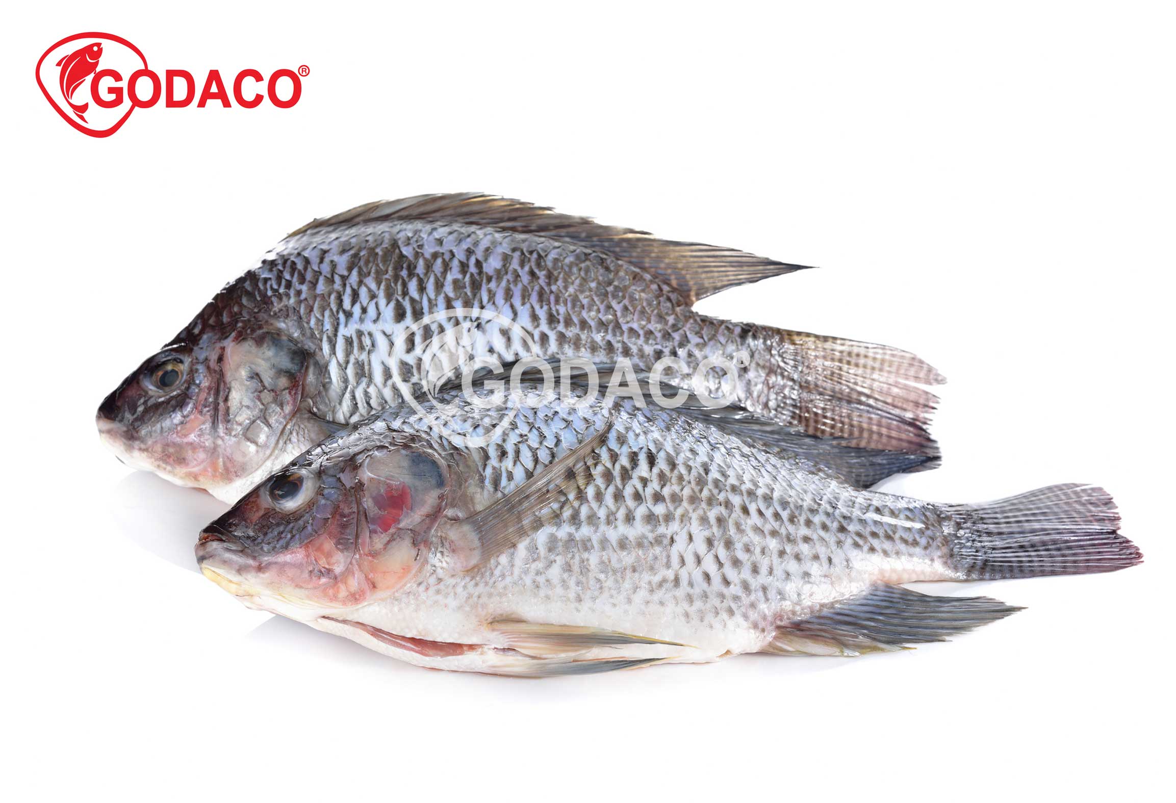 Tilapia WGS/ WGGS