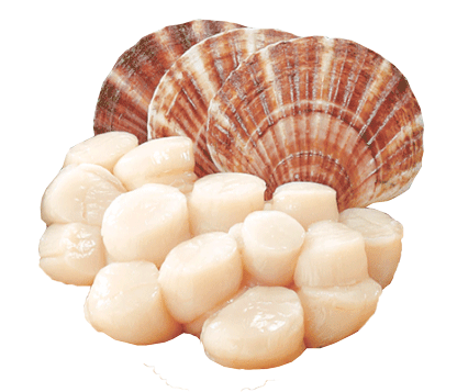 Scallops