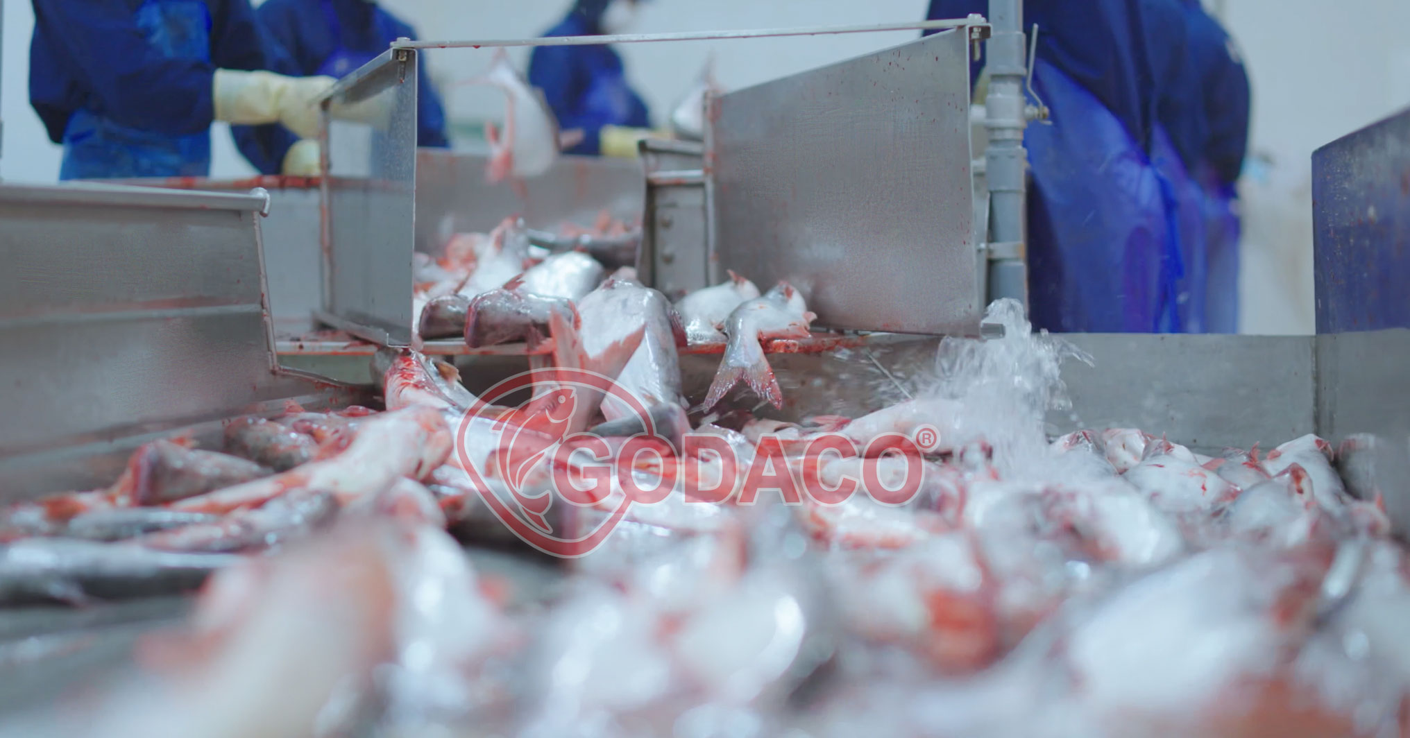 godaco-pagasius-factory